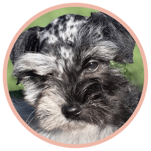Learn more about being a puppy parent
