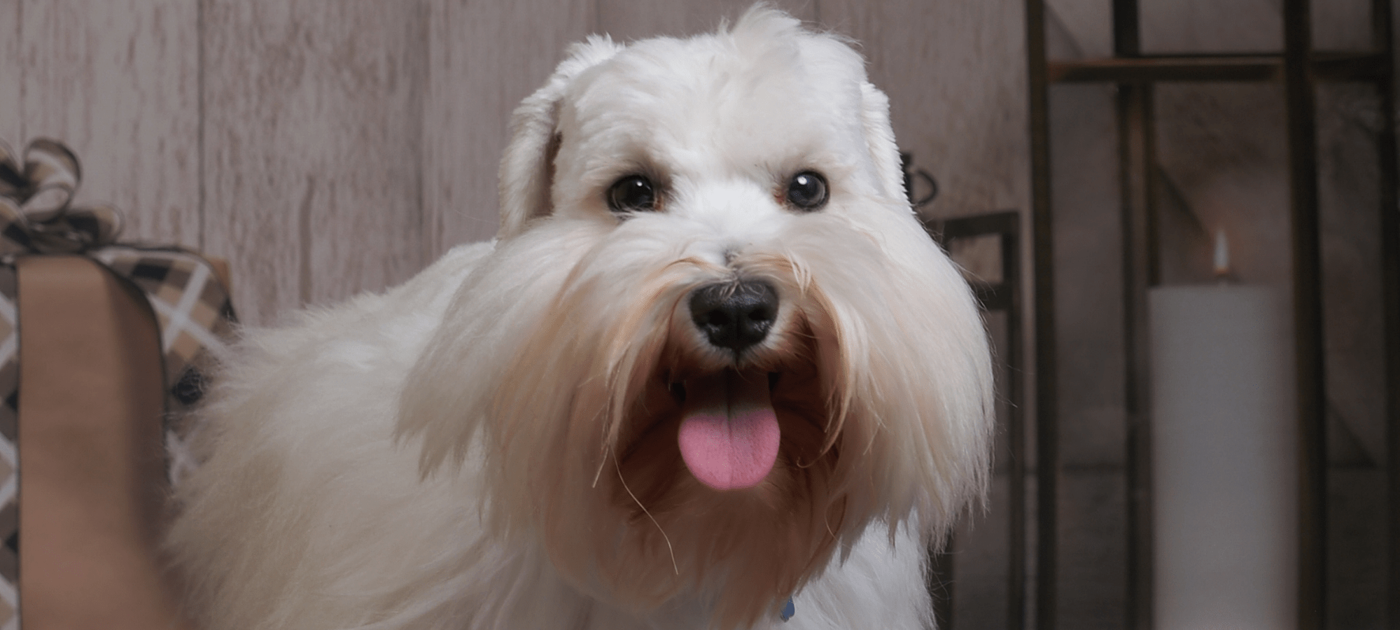 adorable cream miniature schnauzer 